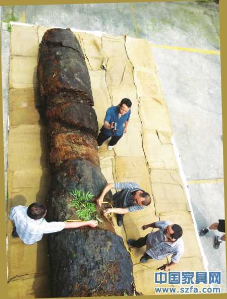 6月23日,工作人員給烏木丈量“腰圍”。