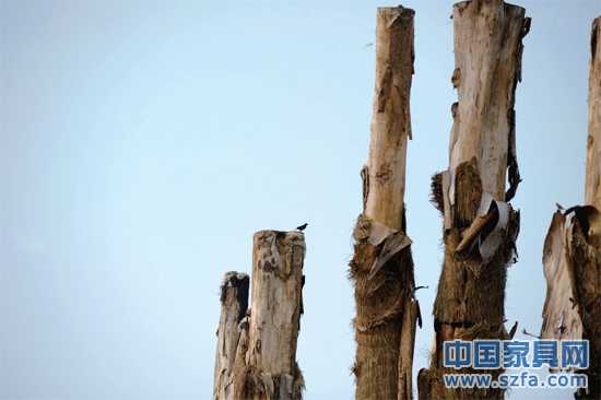 紫薇樹皮已干枯脫落。記者王從啟/攝src="http://www.daoxiangzhen.com/file/upload/201207/18/14-00-48-68-1.jpg"