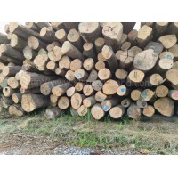 供應FSC歐洲白蠟水曲柳原木